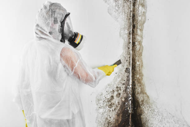 Best Water damage mitigation services  in USA